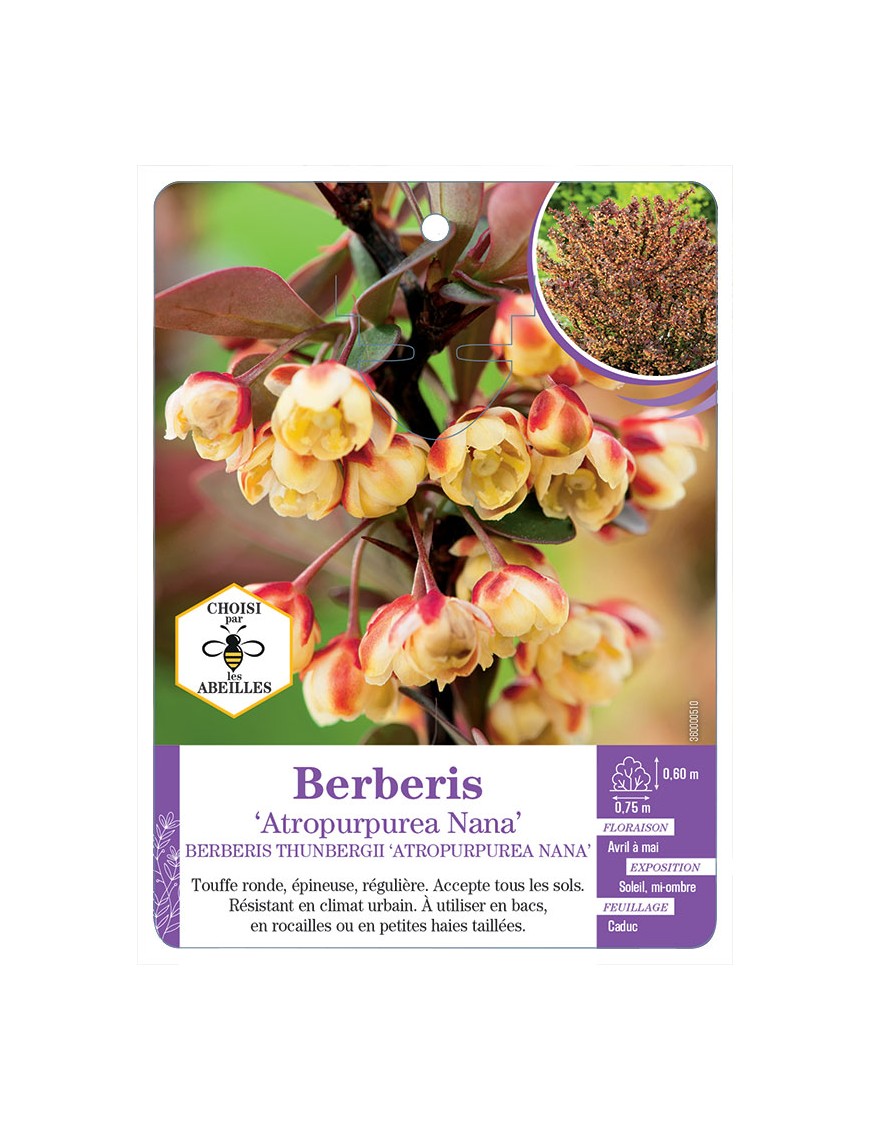 BERBERIS THUNBERGII ATROPURPUREA NANA voir Épine-vinette
