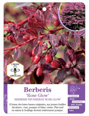 BERBERIS THUNBERGII ROSE GLOW voir Épine-vinette