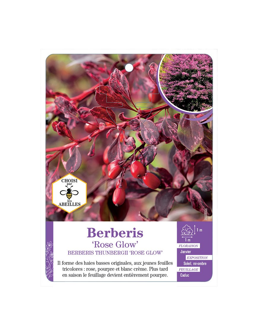 BERBERIS THUNBERGII ROSE GLOW voir Épine-vinette
