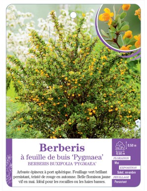 BERBERIS BUXIFOLIA PYGMAEA voir Épine-vinette à feuille de buis