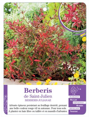 BERBERIS JULIANAE voir Épine-vinette de Saint-Julien