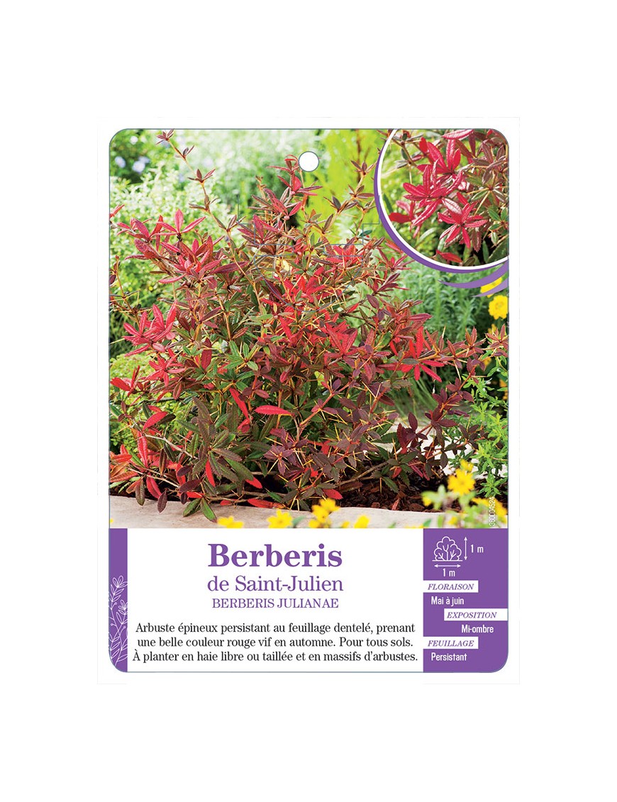 BERBERIS JULIANAE voir Épine-vinette de Saint-Julien