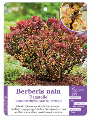 BERBERIS THUNBERGII BAGATELLE voir Épine-vinette naine