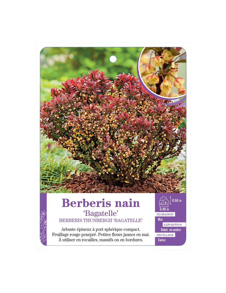 BERBERIS THUNBERGII BAGATELLE voir Épine-vinette naine