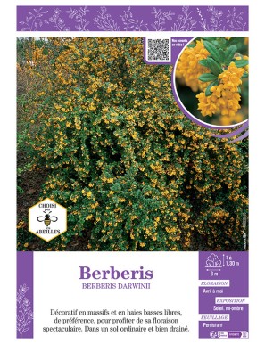 BERBERIS DARWINII