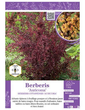 BERBERIS OTTAWENSIS AURICOMA voir ÉPINE-VINETTE