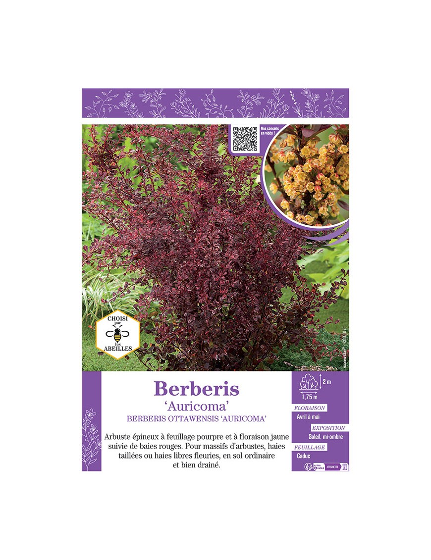 BERBERIS OTTAWENSIS AURICOMA voir ÉPINE-VINETTE