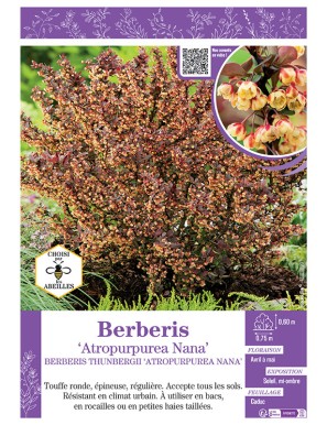 BERBERIS THUNBERGII ATROPURPUREA NANA voir ÉPINE-VINETTE