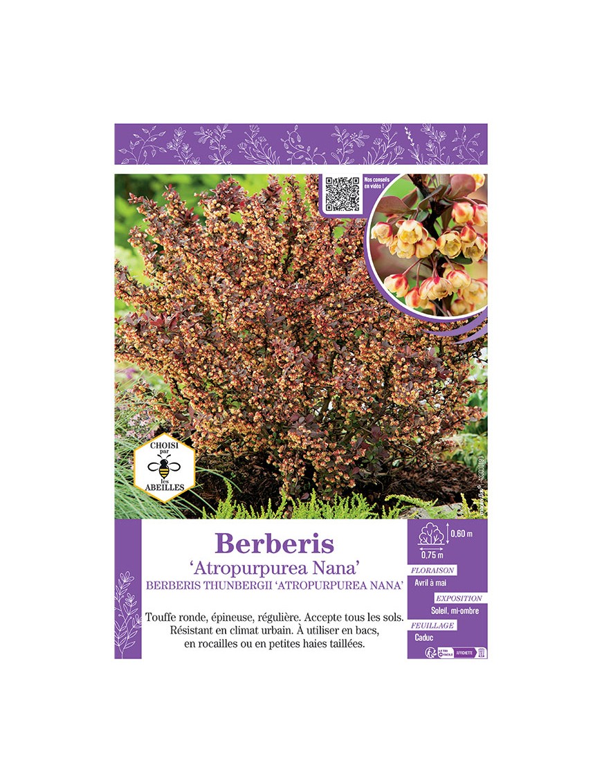 BERBERIS THUNBERGII ATROPURPUREA NANA voir ÉPINE-VINETTE