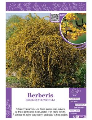 BERBERIS STENOPHYLLA