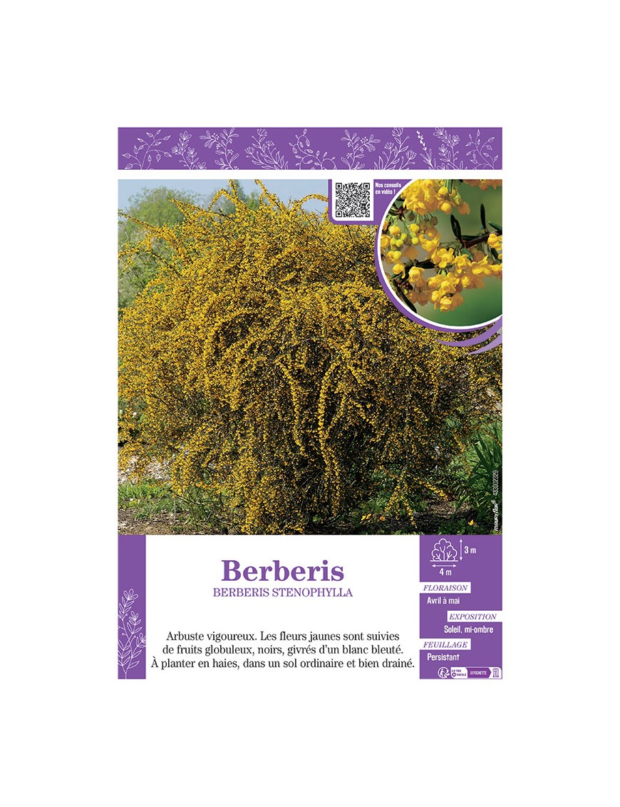BERBERIS STENOPHYLLA
