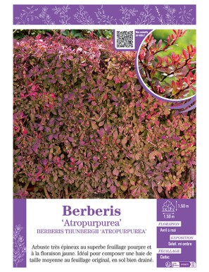 BERBERIS THUNBERGII voir ÉPINE-VINETTE