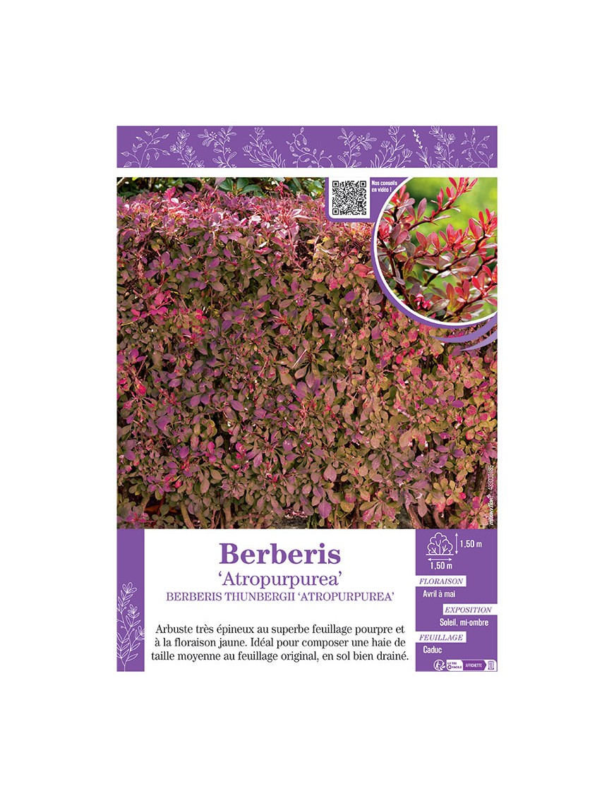 BERBERIS THUNBERGII voir ÉPINE-VINETTE