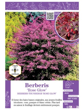 BERBERIS THUNBERGII ROSE GLOW voir ÉPINE-VINETTE