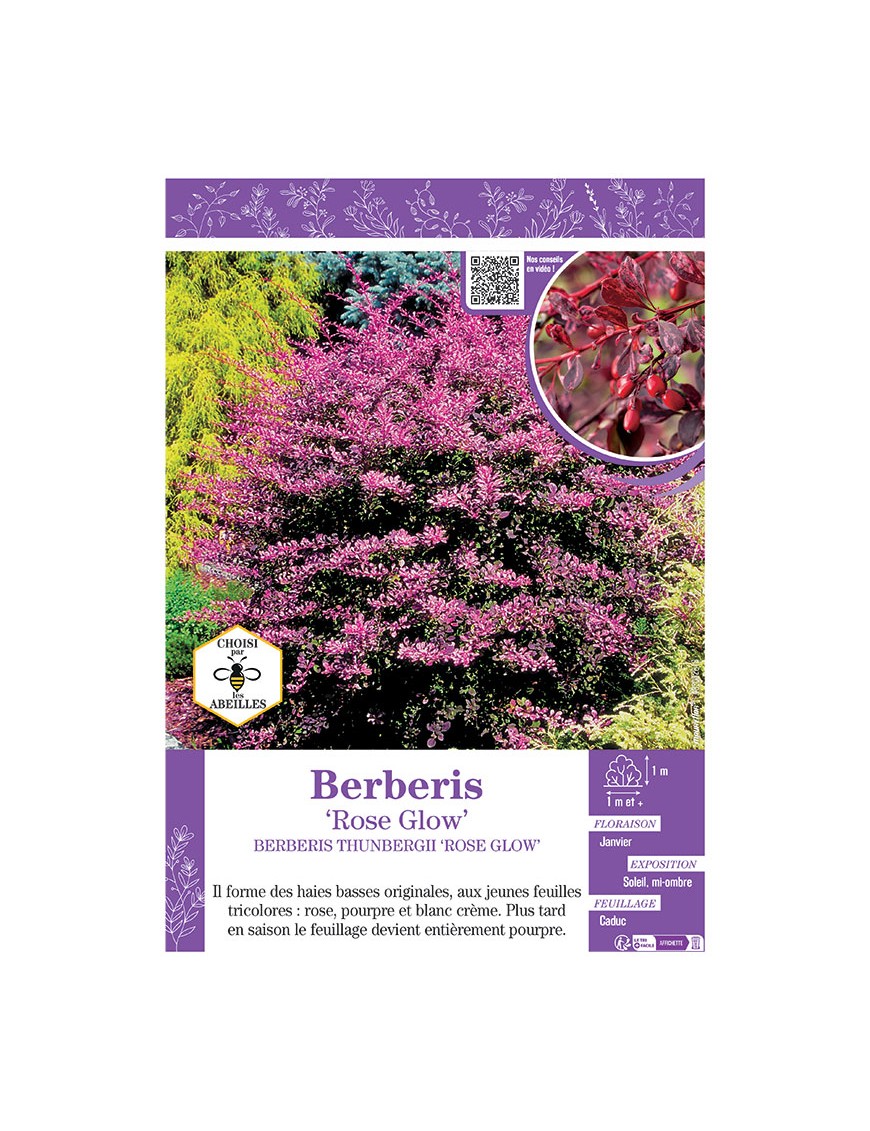 BERBERIS THUNBERGII ROSE GLOW voir ÉPINE-VINETTE
