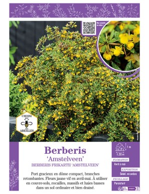 BERBERIS FRIKARTII AMSTELVEEN voir ÉPINE-VINETTE