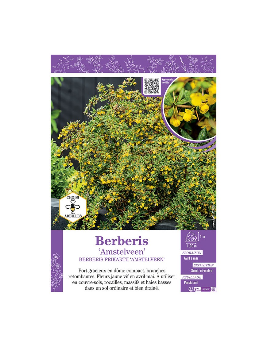 BERBERIS FRIKARTII AMSTELVEEN voir ÉPINE-VINETTE