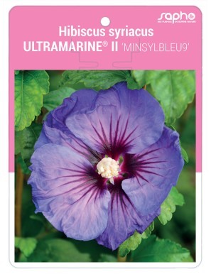 Hibiscus syriacus ULTRAMARINE® II 'MINSYLBLEU9' *