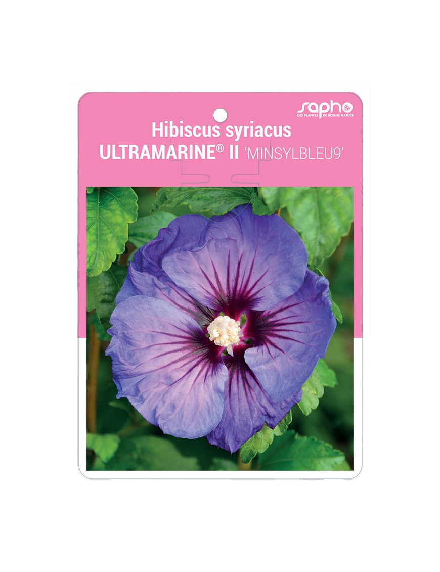 Hibiscus syriacus ULTRAMARINE® II 'MINSYLBLEU9' *