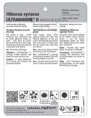 Hibiscus syriacus ULTRAMARINE® II 'MINSYLBLEU9' *