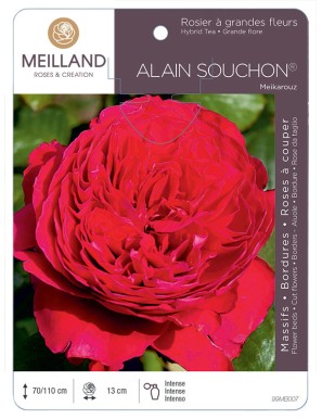 ALAIN SOUCHON ® Meikarouz Rosier à grandes fleurs