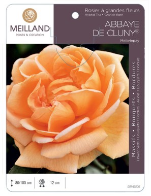 ABBAYE DE CLUNY ® Meibrinpay Rosier à grandes fleurs