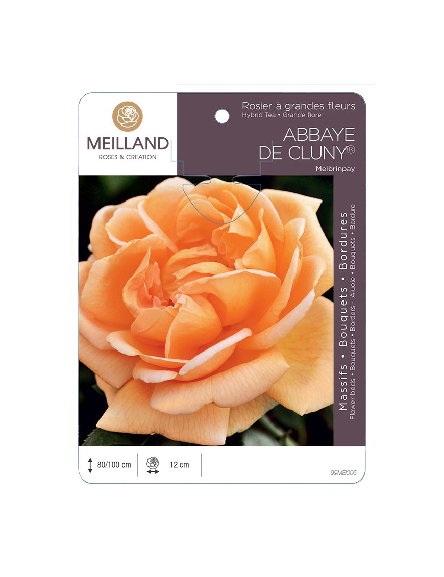 ABBAYE DE CLUNY ® Meibrinpay Rosier à grandes fleurs