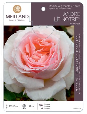 ANDRE LE NOTRE ® Meiceppus Rosier à grandes fleurs