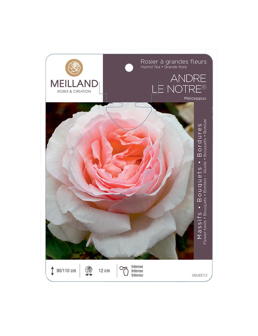 ANDRE LE NOTRE ® Meiceppus Rosier à grandes fleurs