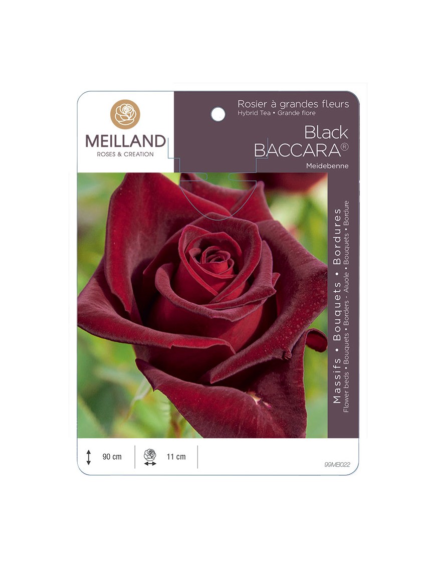 BLACK BACCARA ® Meidebenne Rosier à grandes fleurs