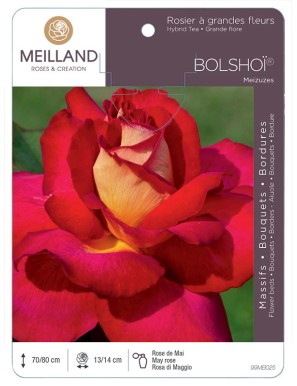 BOLSHOÏ ® Meizuzes Rosier à grandes fleurs