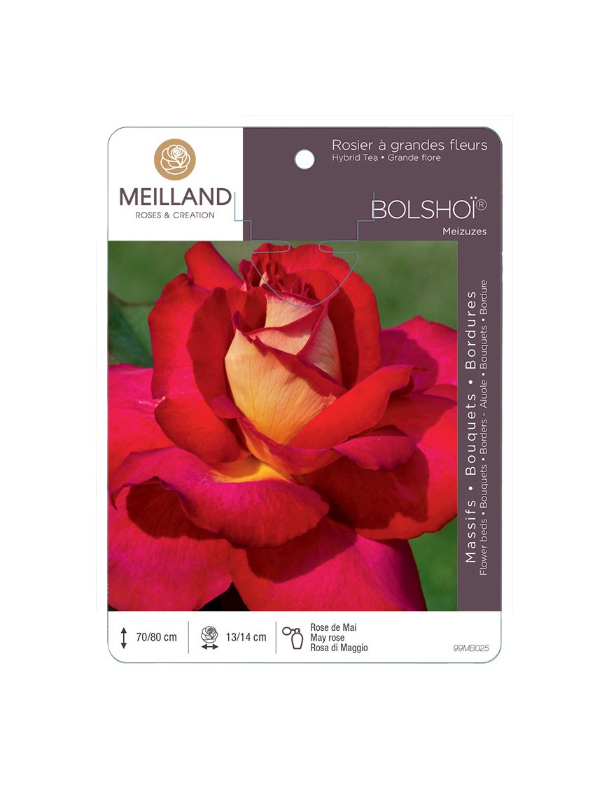 BOLSHOÏ ® Meizuzes Rosier à grandes fleurs