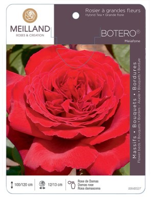 BOTERO ® Meiafone Rosier à grandes fleurs