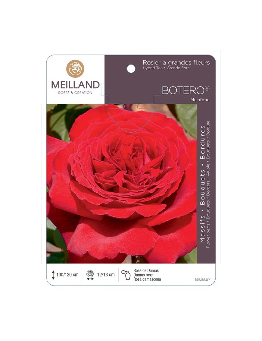 BOTERO ® Meiafone Rosier à grandes fleurs