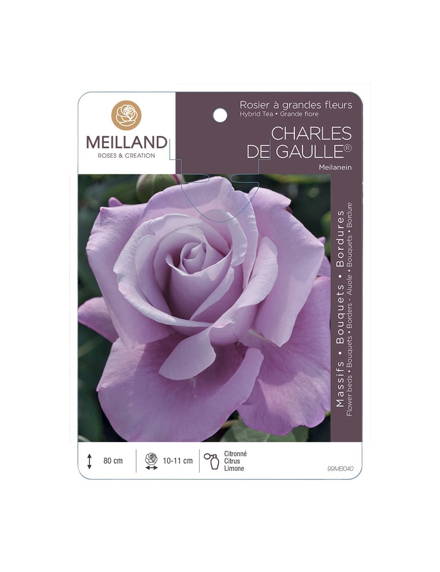 CHARLES DE GAULLE ® Meilanein Rosier à grandes fleurs