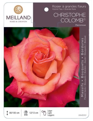 CHRISTOPHE COLOMB ® Meironsse Rosier à grandes fleurs