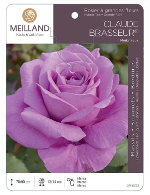 CLAUDE BRASSEUR ® Meibriacus Rosier à grandes fleurs