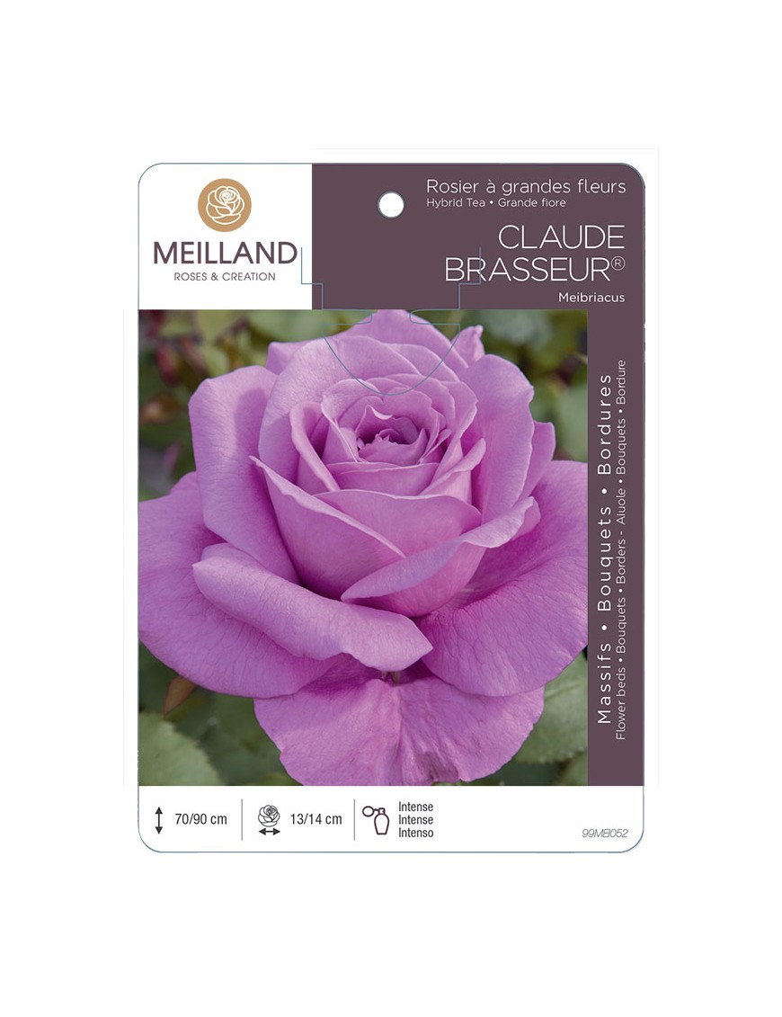 CLAUDE BRASSEUR ® Meibriacus Rosier à grandes fleurs