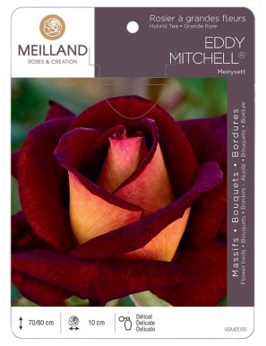 EDDY MITCHELL ® Meirysett Rosier à grandes fleurs