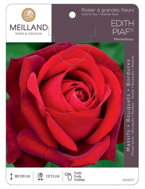 EDITH PIAF ® Meiramboys Rosier à grandes fleurs