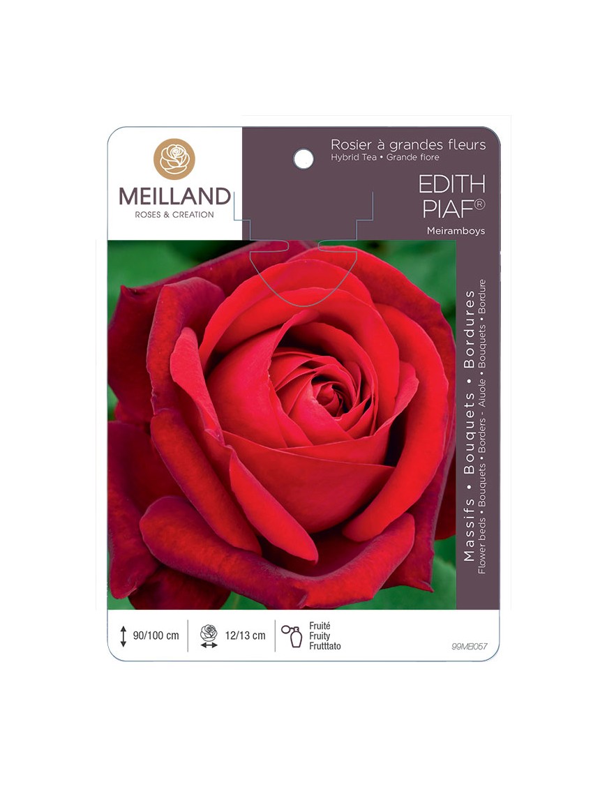 EDITH PIAF ® Meiramboys Rosier à grandes fleurs