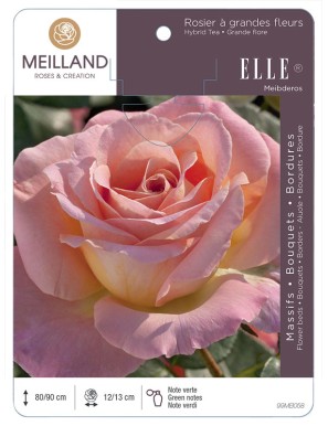 ELLE ® Meibderos Rosier à grandes fleurs