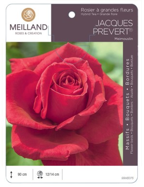 JACQUES PRÉVERT ® Meimouslin Rosier à grandes fleurs