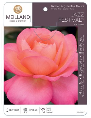 JAZZ FESTIVAL ® Meizizany Rosier à grandes fleurs