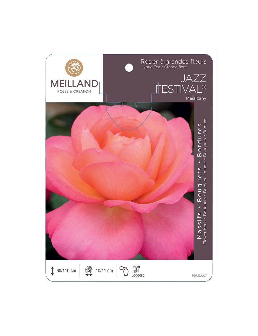 JAZZ FESTIVAL ® Meizizany Rosier à grandes fleurs