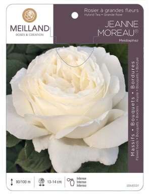 JEANNE MOREAU ® Meidiaphaz Rosier à grandes fleurs