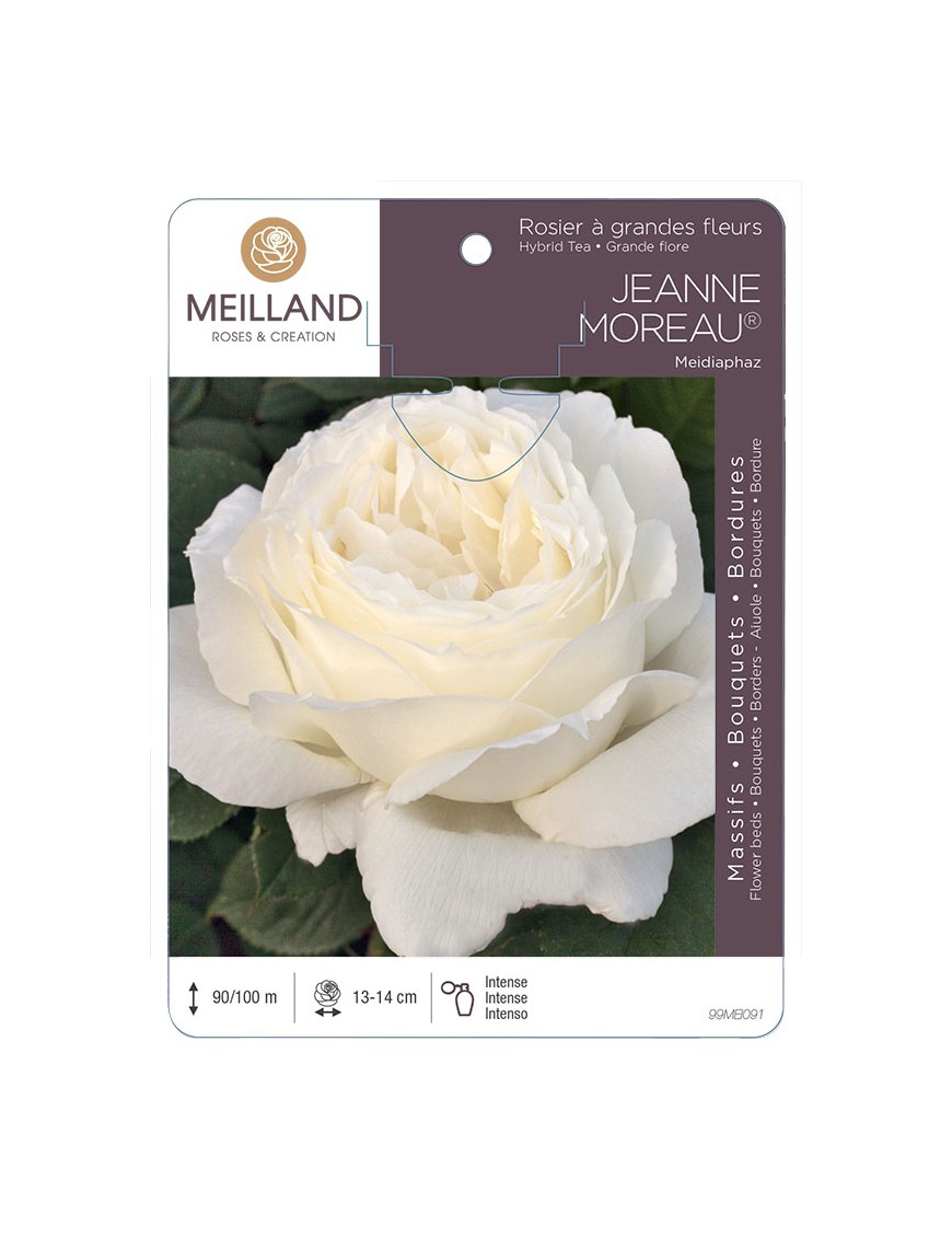 JEANNE MOREAU ® Meidiaphaz Rosier à grandes fleurs