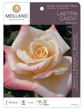 LAETITIA CASTA ® Meilampario Rosier à grandes fleurs