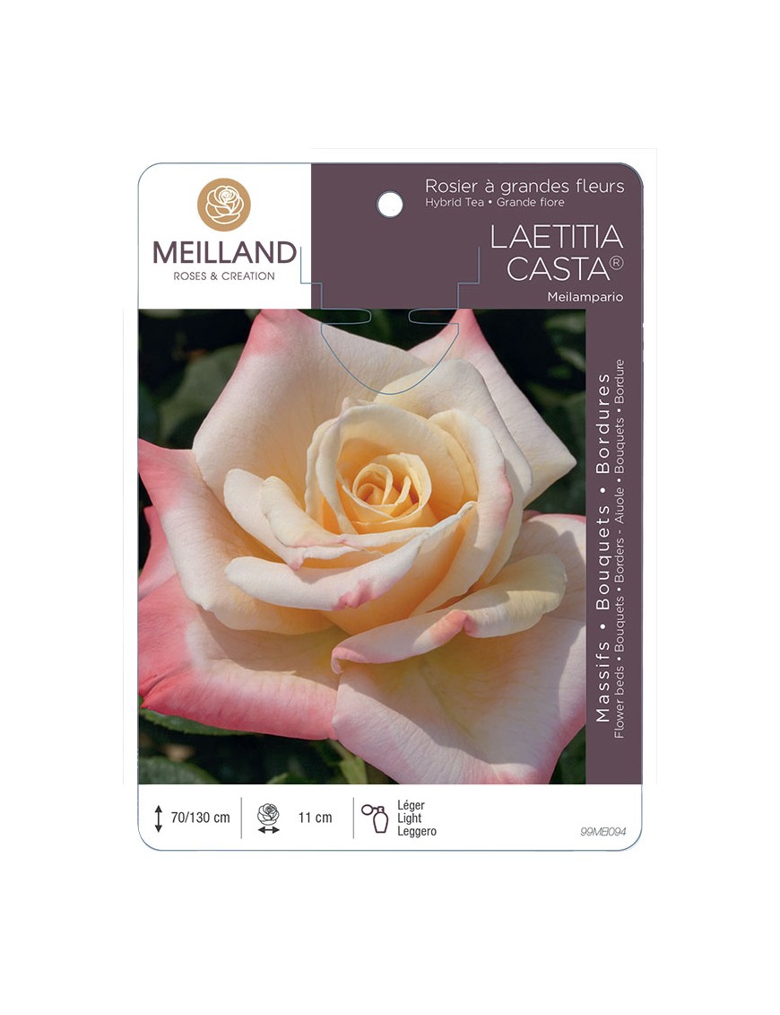 LAETITIA CASTA ® Meilampario Rosier à grandes fleurs