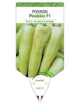 POIVRON PINOKKIO F1